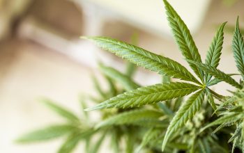 Potential Benefits of Legal Marijuana